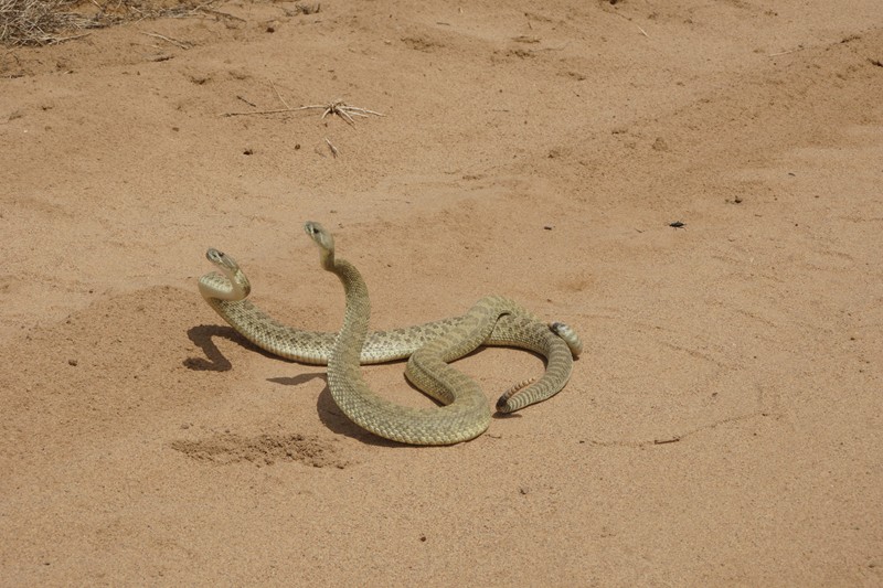 NM Green Rattlesnake 35.JPG
