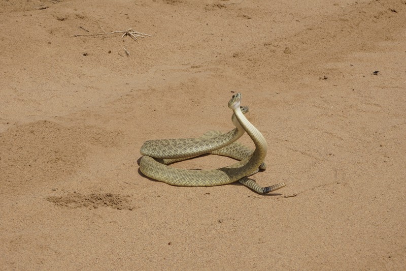 NM Green Rattlesnake 34.JPG