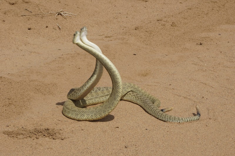 NM Green Rattlesnake 33.JPG