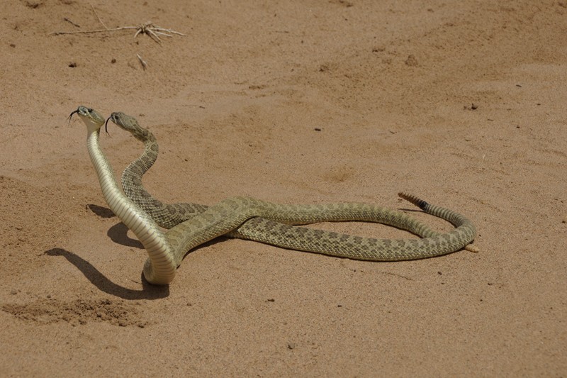 NM Green Rattlesnake 32.JPG