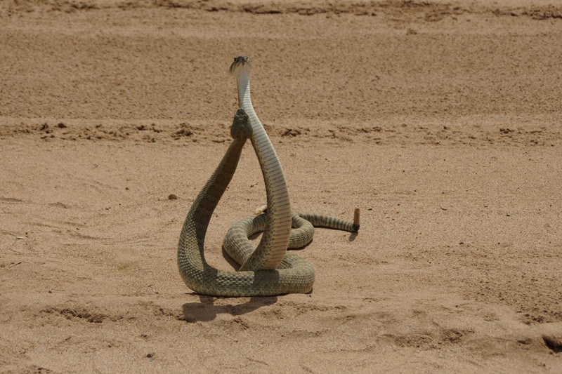 NM Green Rattlesnake 31.JPG