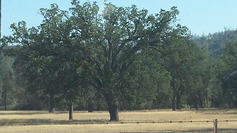 F - The Oaks Are Beautiful