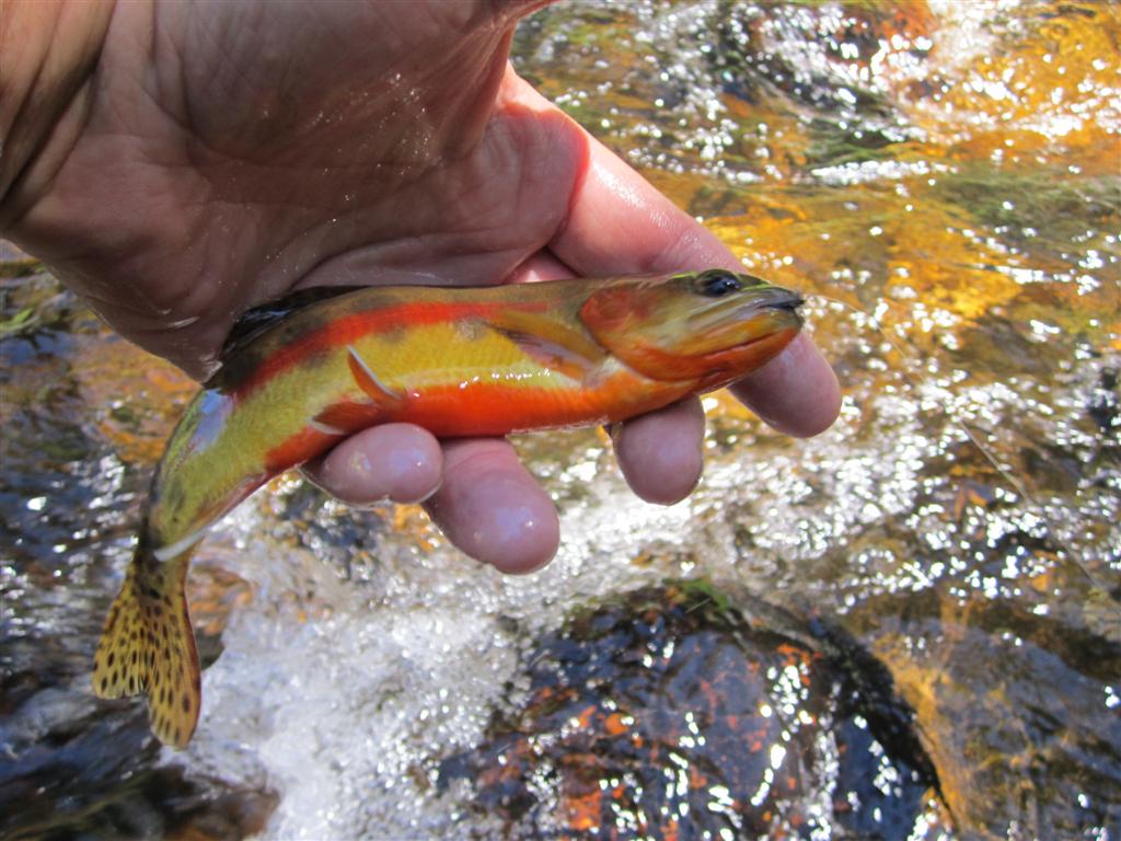 Fly Fishing-4.jpg