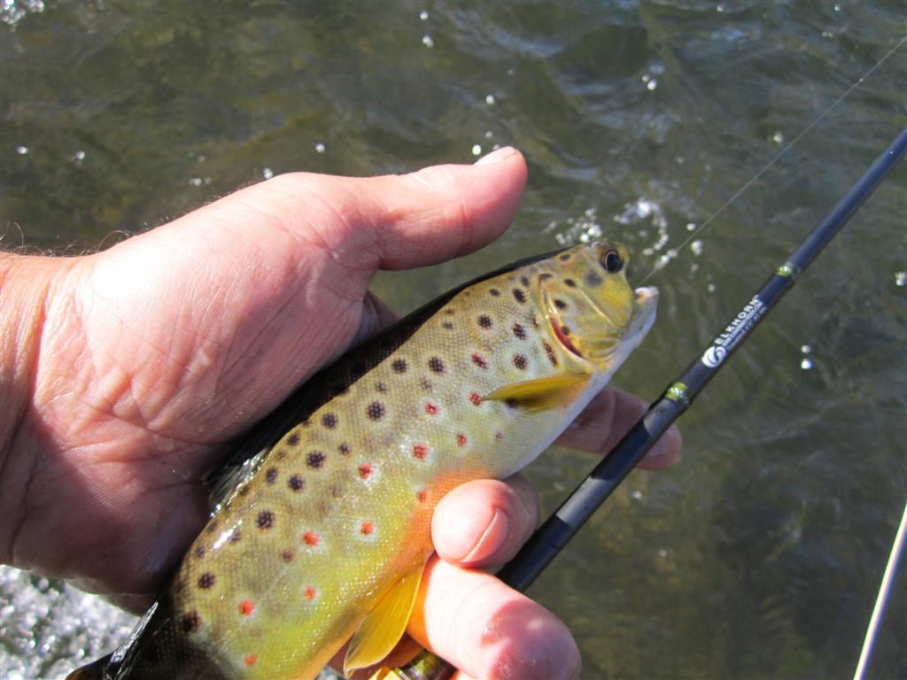 Fly Fishing-3.JPG