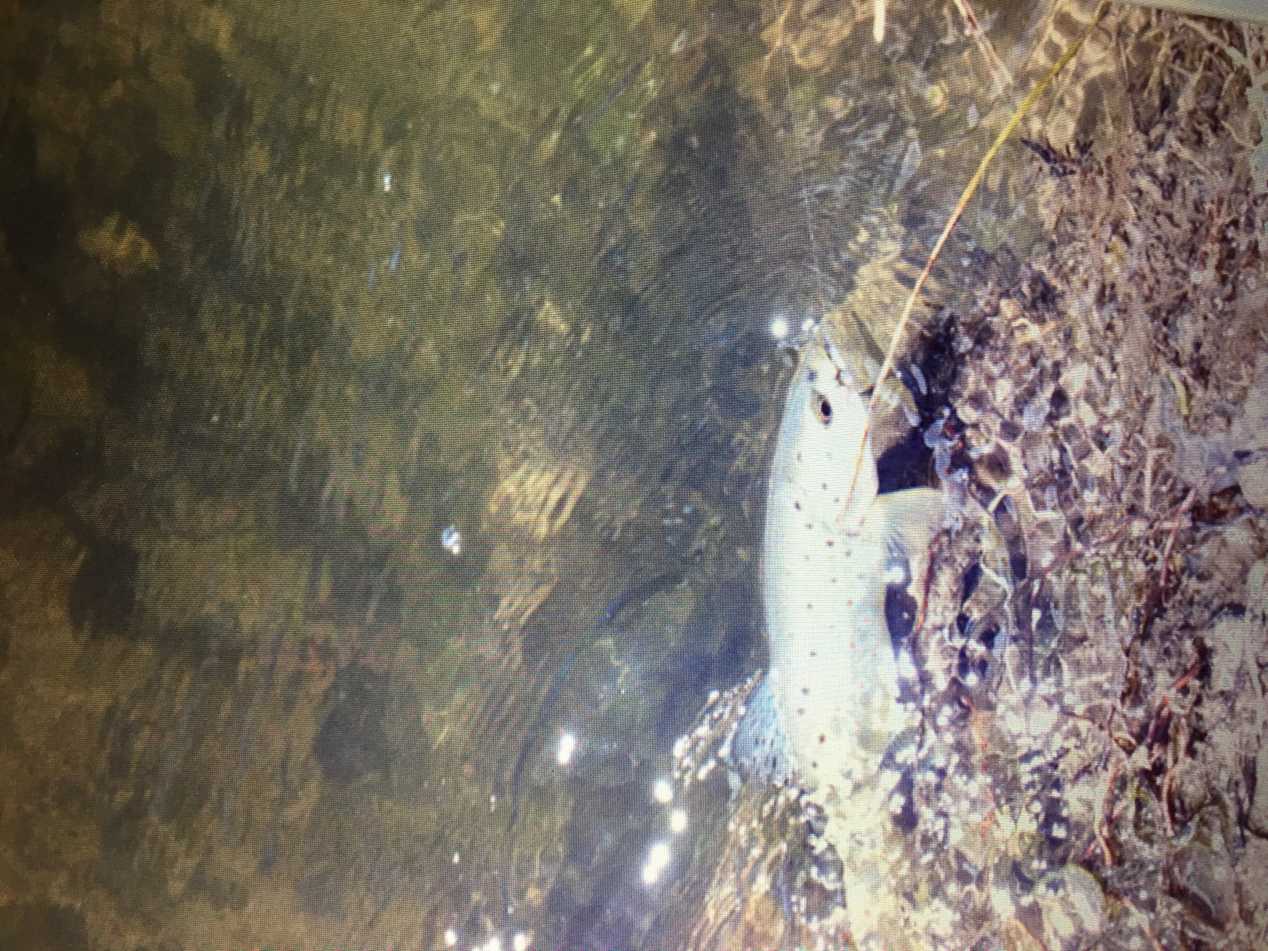 Owens River Brown