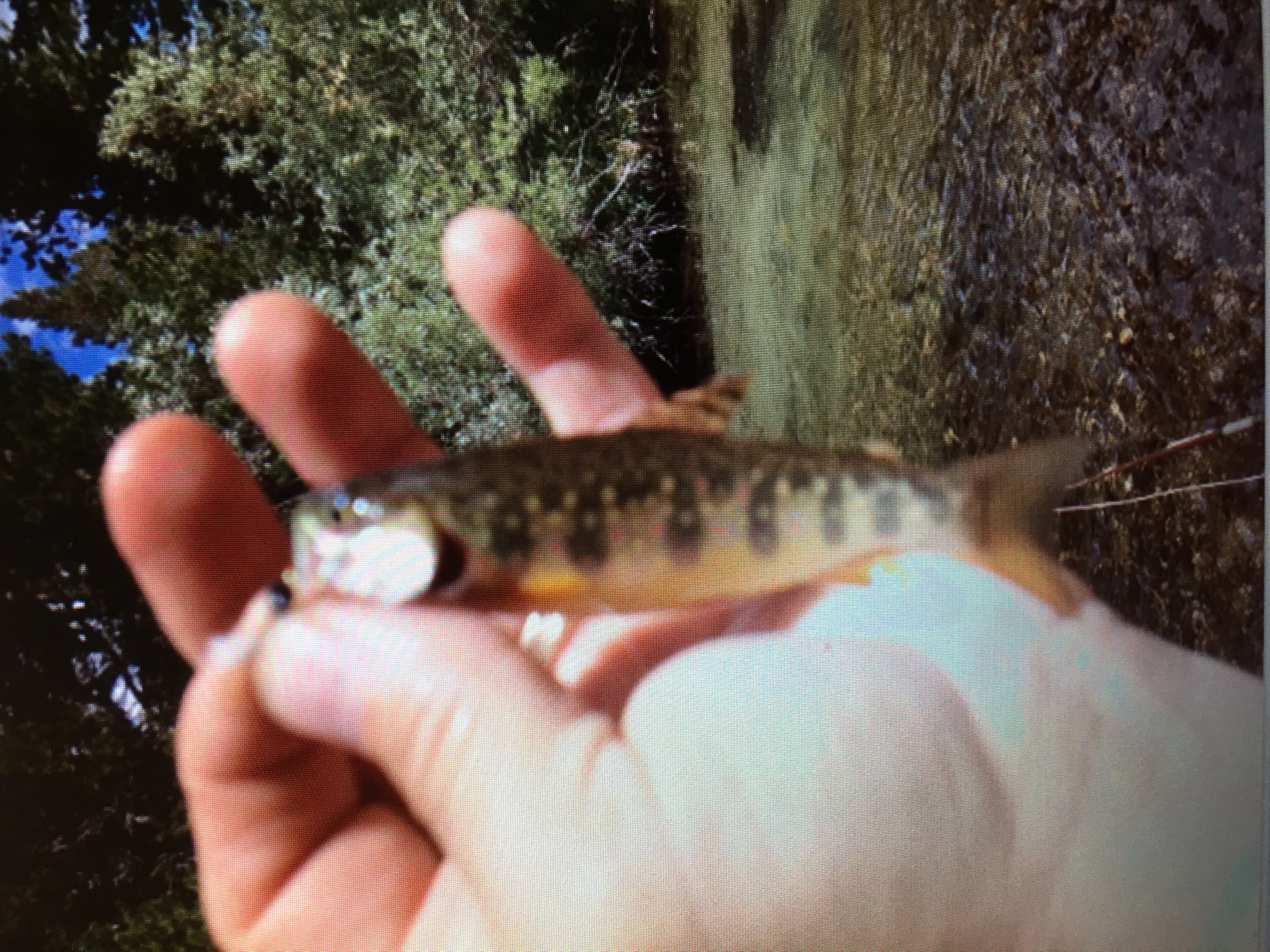 Brook trout. They aren't all trophies!