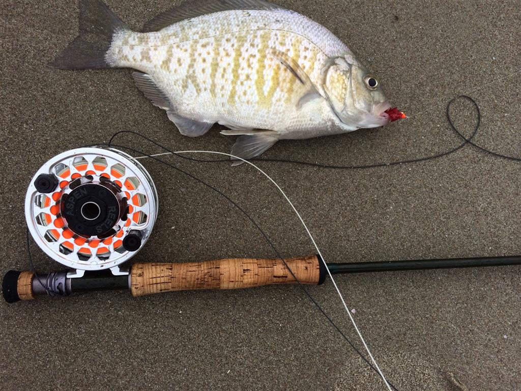 Fly Fishing-6 (Large).JPG