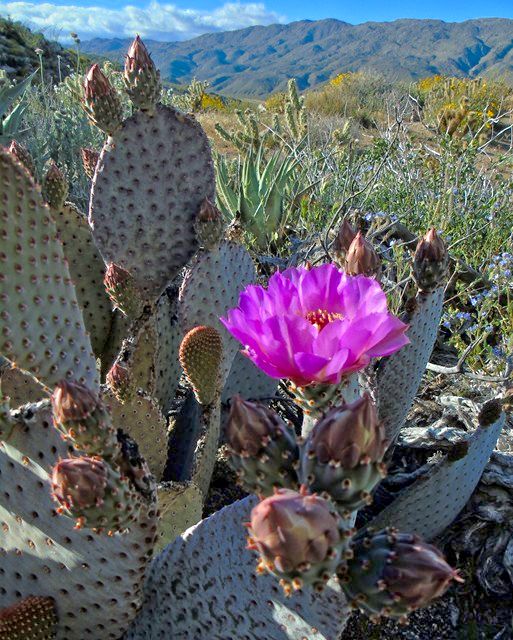 Early into the trip, of course, there was time spent chasing photos of the flowers.