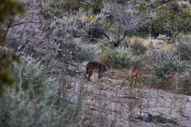 150326, Bobcat 640 01.jpg