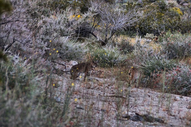 150326, Bobcat 640 02.jpg
