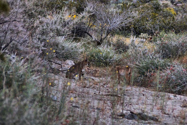 150326, Bobcat 640 03.jpg