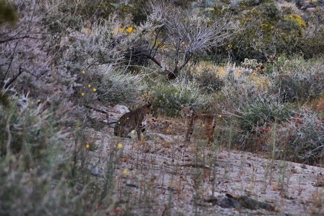 150326, Bobcat 640 04.jpg