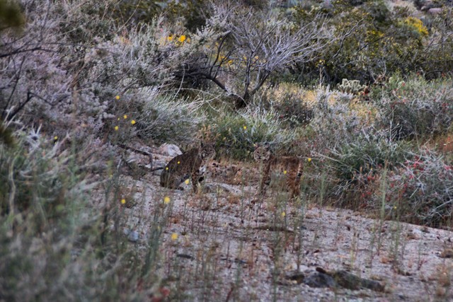 150326, Bobcat 640 05.jpg
