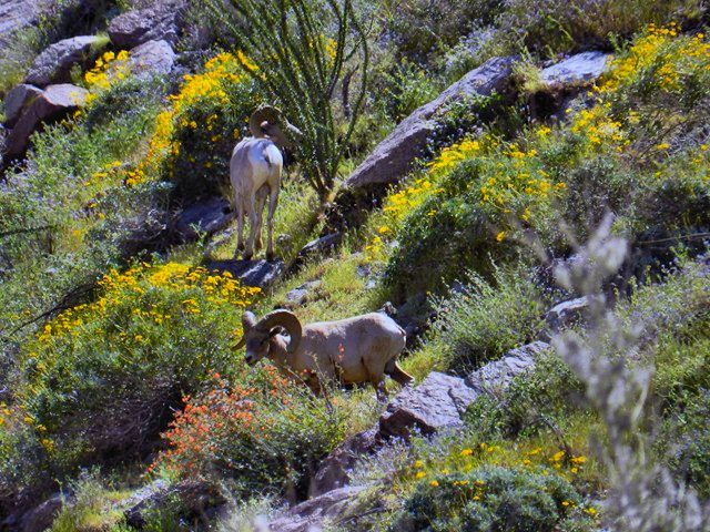 1703126, Big Horn Sheep 01 HDR.jpg