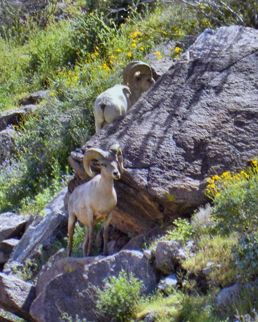1703126, Big Horn Sheep 02 HDR.jpg