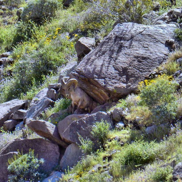 1703126, Big Horn Sheep 03 HDR.jpg