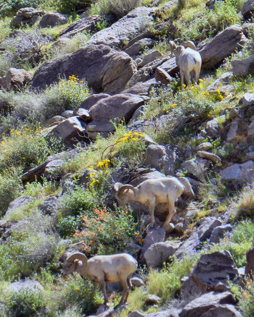 1703126, Big Horn Sheep 04 HDR.jpg