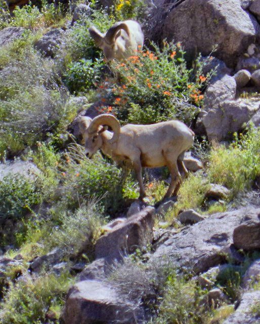 1703126, Big Horn Sheep 05 HDR.jpg