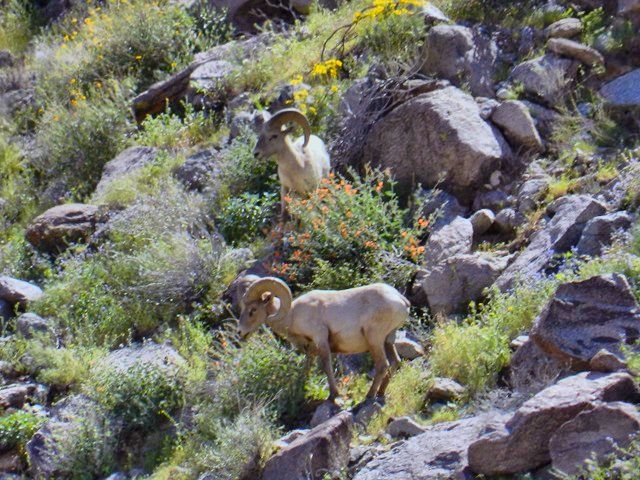 1703126, Big Horn Sheep 06 HDR.jpg