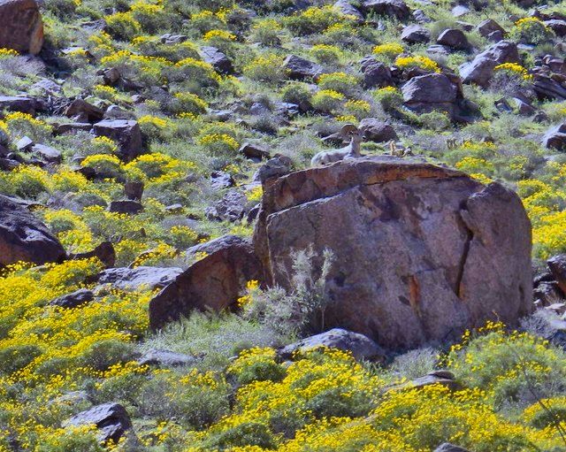 1703126, Big Horn Sheep 07 HDR.jpg