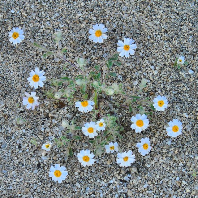 Flowers 02.jpg