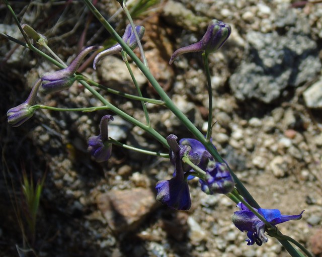 Flowers 07.JPG