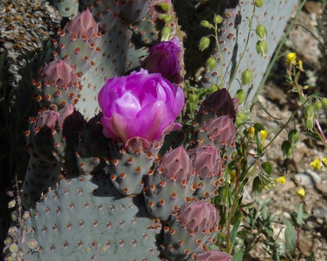 Flowers 08.JPG