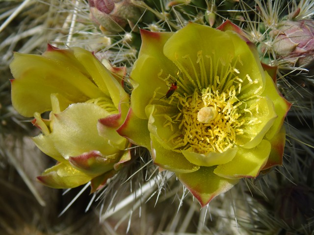 Flowers 09.JPG