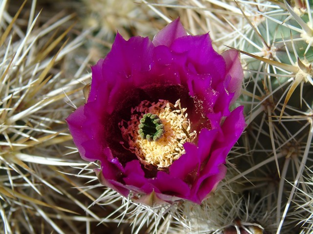 Flowers 10.JPG