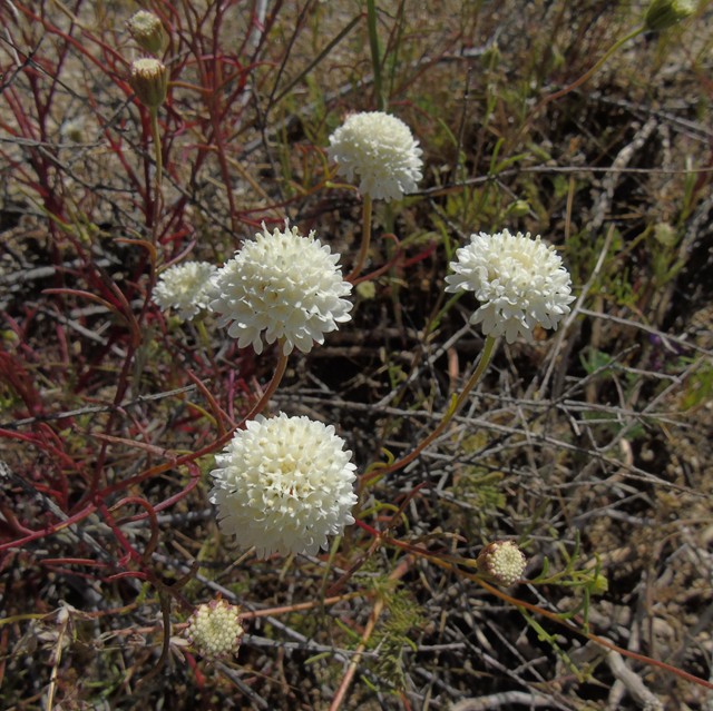 Flowers 12.JPG