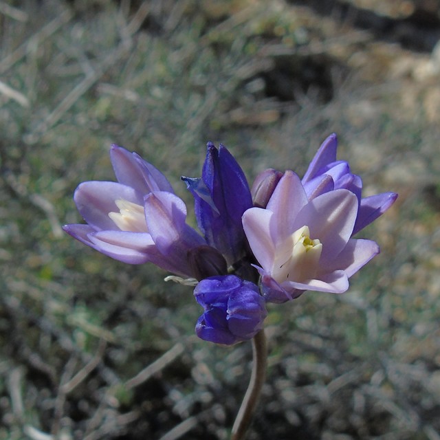Flowers 13.JPG