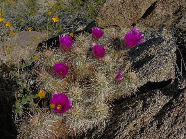 Flowers 14.JPG