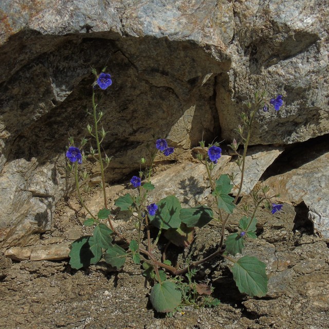 Flowers 15.JPG