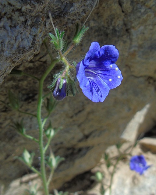 Flowers 16.JPG