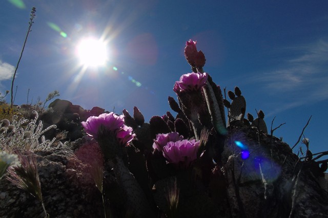 Flowers 18.JPG