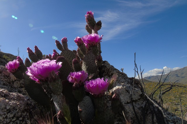 Flowers 19.JPG