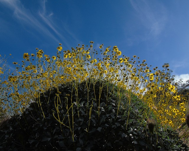 Flowers 20.JPG