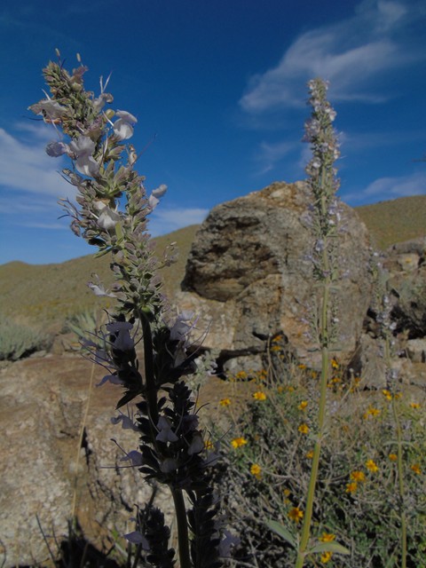 Flowers 21.JPG