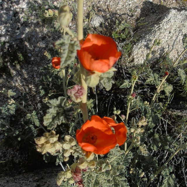 Flowers 23.JPG