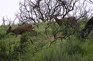Mule deer