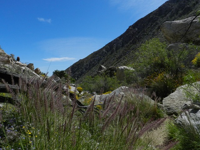 Maidenhair Falls 07.JPG