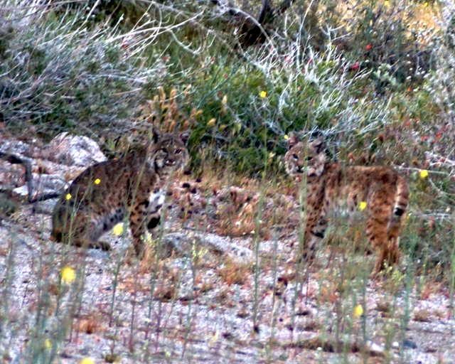These were beautiful cats.