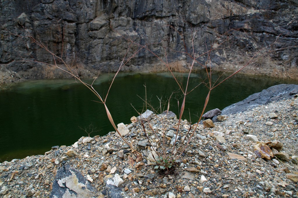 DSC_0210.JPG