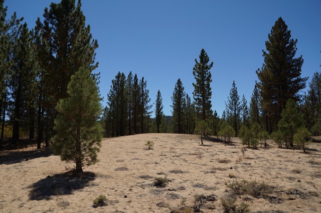 03.  Sand piles like this with new generations of pine look out of place because they are man-made and the remains of the mining processes that once riddled Holcomb Valley...tailings and waste rock, Placer and hard rock mining efforts.  They are all unique for their location and historical significance; ask the fly on the wall!