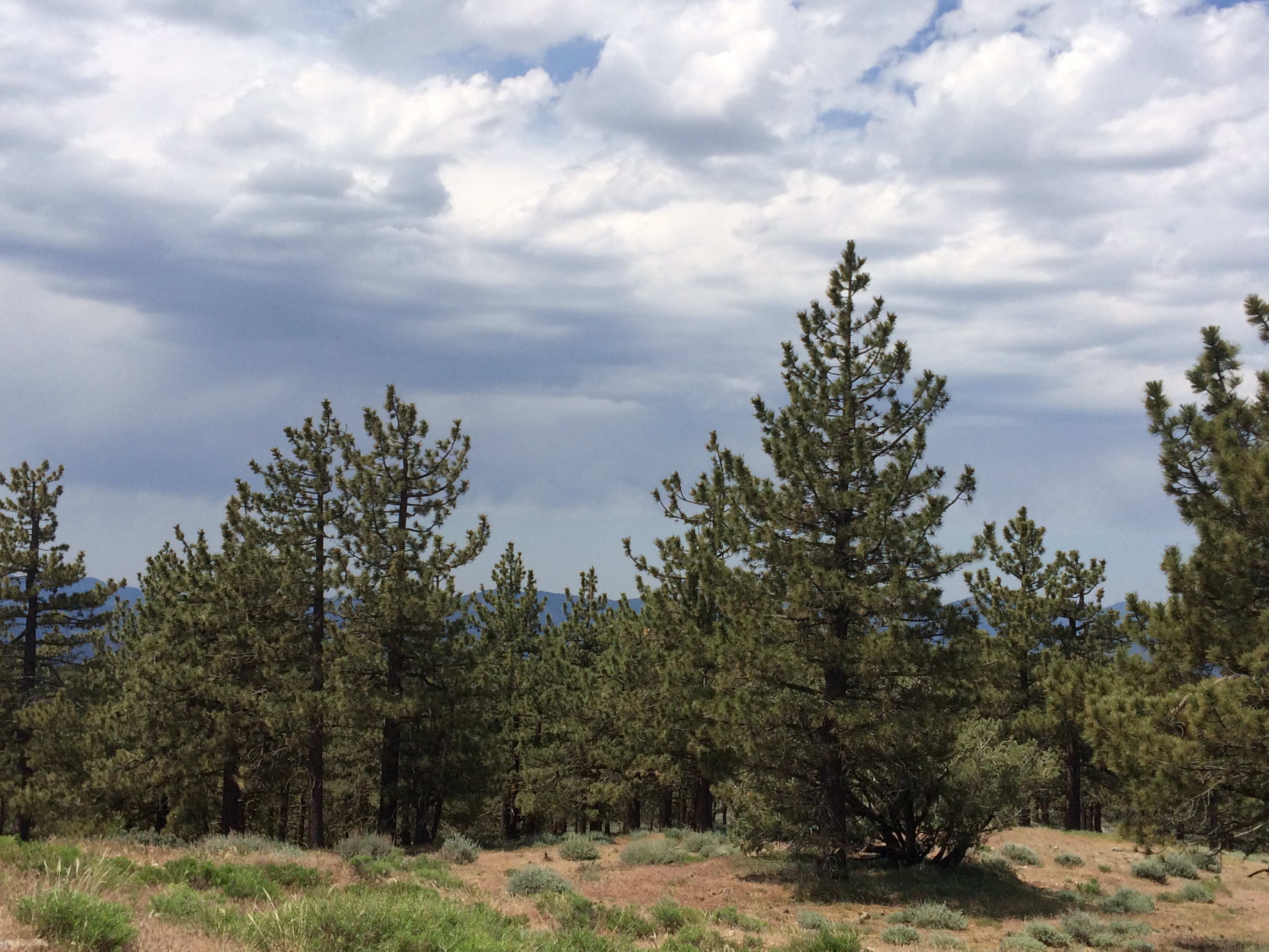 Trees.JPG