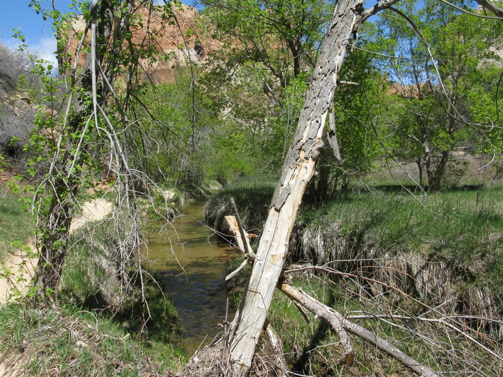 Calf Creek & Falls3.JPG