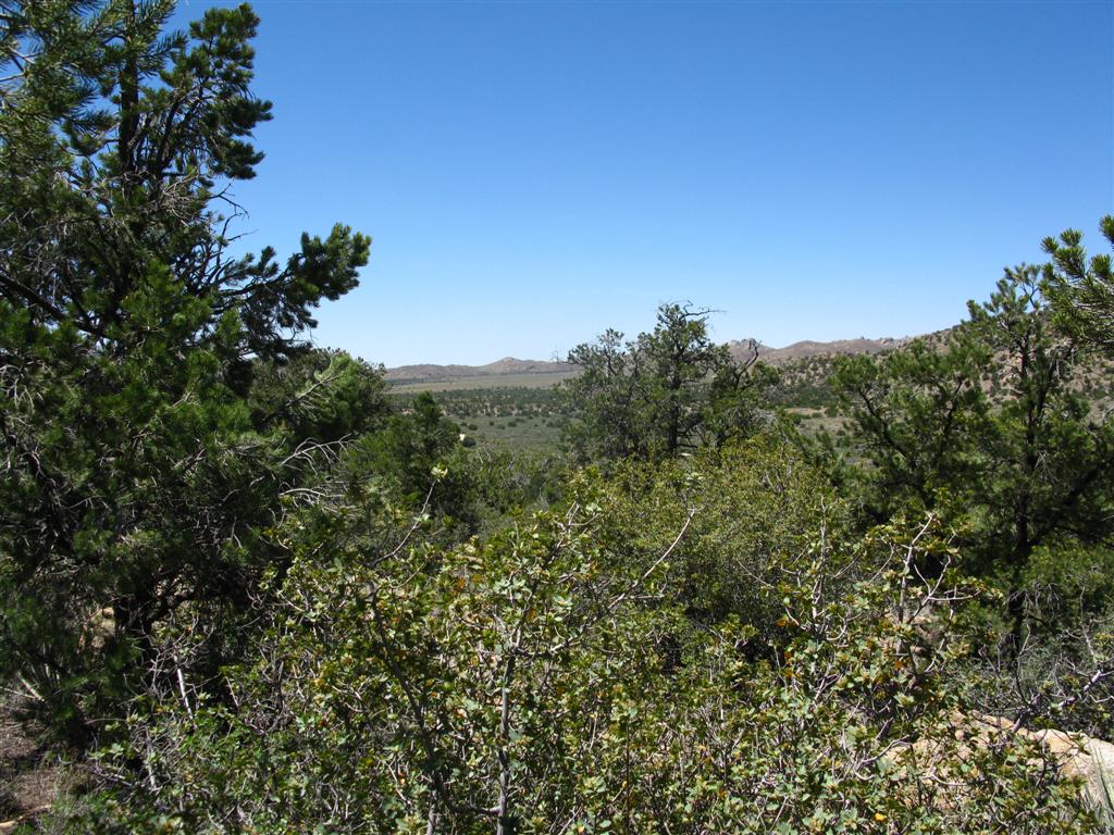 Pinyon Pine and  Juniper1.JPG