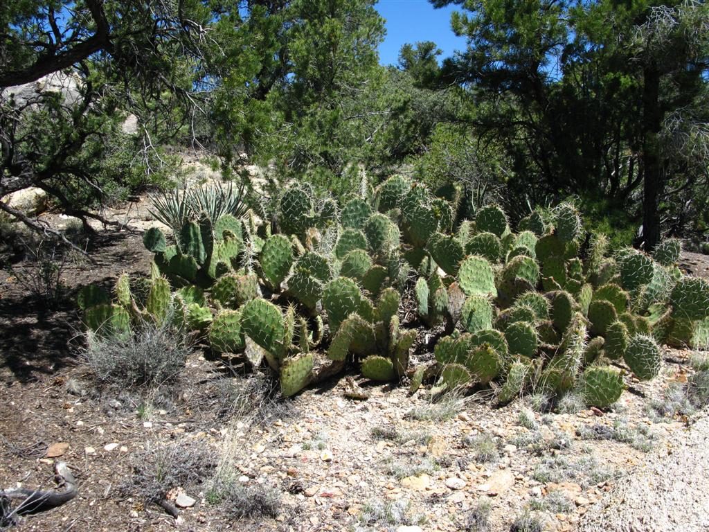 Cactus1.JPG