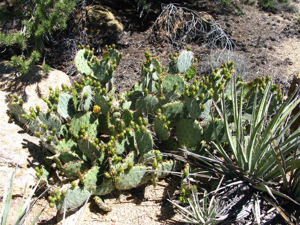Cactus2.JPG