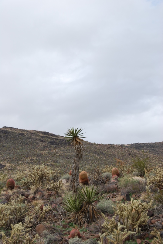 Desert Scenery